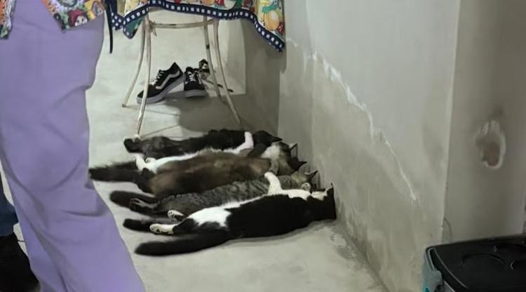Justiça torna réus 2 veterinários e mais 3 pessoas em caso de venda de sangue de gatos em Monte Alto, SP