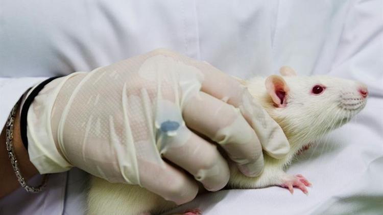 ¿Cura en ratones? Por qué el éxito de tratamientos en animales de laboratorio no lo garantiza en humanos