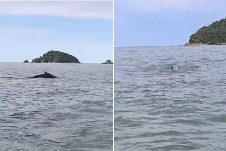 Marinheiro filma baleia-jubarte durante passeio de barco no litoral de SP: 'Grande surpresa'; VÍDEO