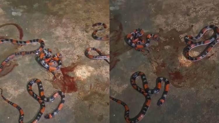 VÍDEO: Família encontra quatro cobras dentro de casa no Ceará