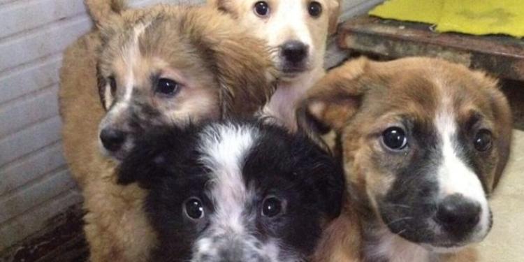 Cuccioli di cane morti per caldo in Sicilia: gli attivisti denunciano "Il proprietario non finirà in cella"
