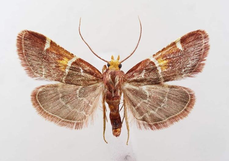 New Moth Species Discovered in Greece Named After Pope Leo
