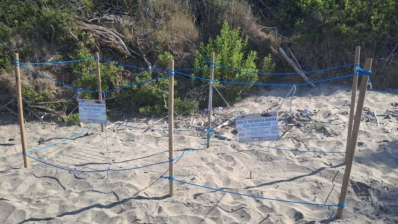 Tartarughe marine a Montecorice: scoperto il terzo nido a Baia Arena