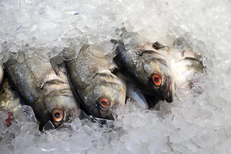UE avalia reabrir seu mercado para pescados brasileiros