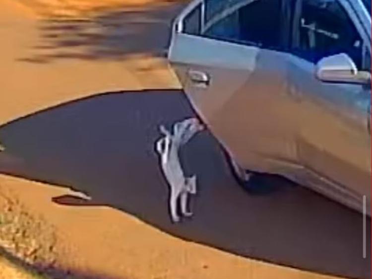 Presa por abandonar e matar gato atropelado é recepcionista do MPF no Acre; mãe também foi presa