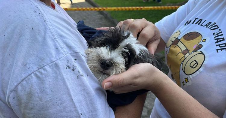 Cachorra de criança com autismo é resgatada após passar a noite em prédio com risco de desabamento, em Itajaí