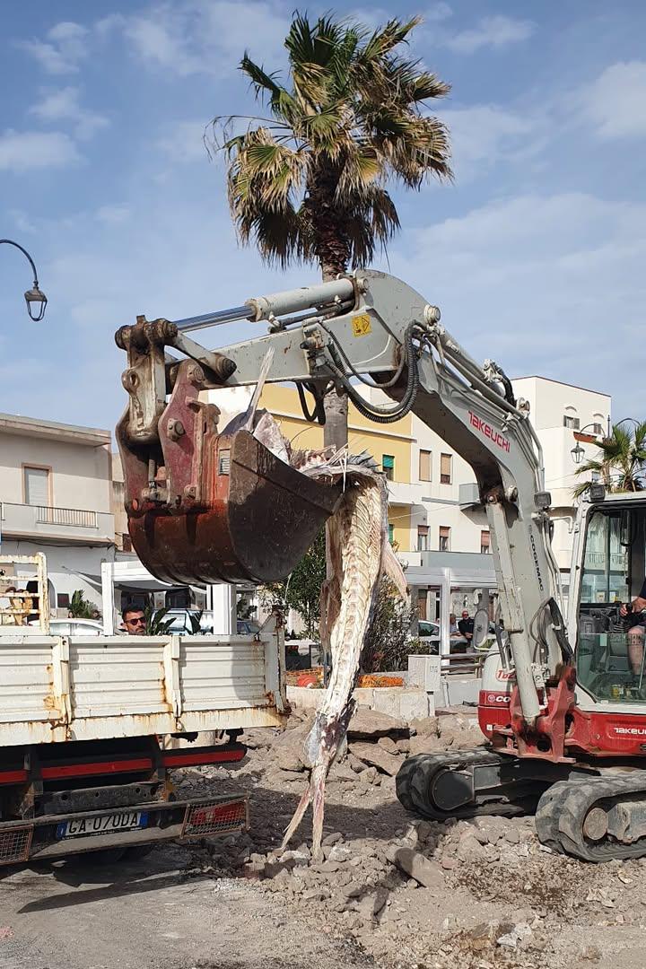 Il Comune di Pantelleria è intervenuto per la rimozione della carcassa di un tonno presente sul lungomare interessato da...