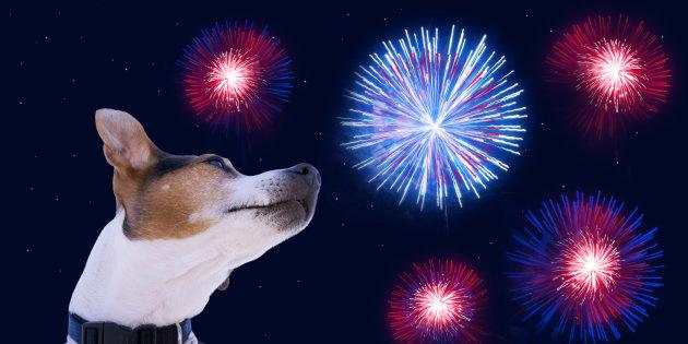 Que faire ce 1er août si votre chien a peur des feux d’artifice