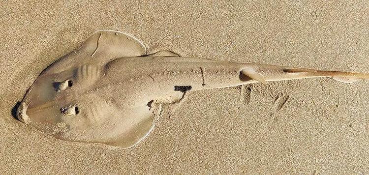 Bycatch, habitat loss threaten widenose guitarfish popn along state’s shoreline