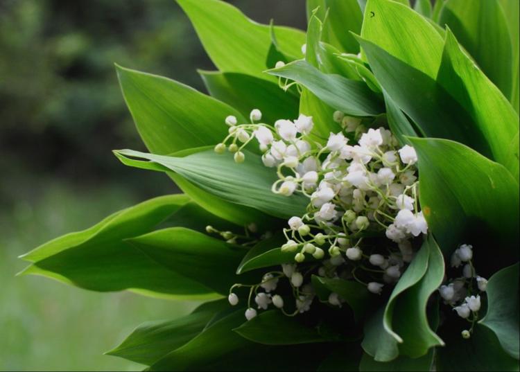 Muguet du 1er mai : attention à la loi !