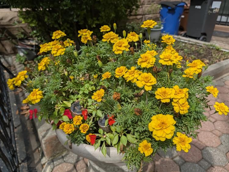A bunch of yellow flowers