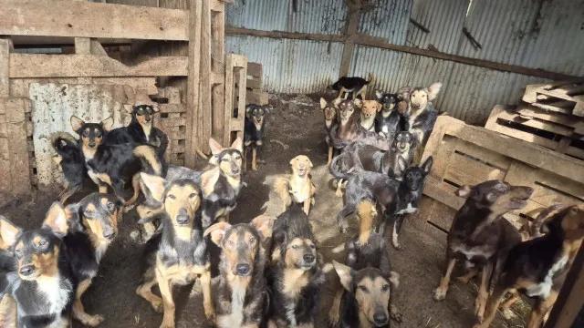 Mais de 100 cães são resgatados de "horror" na França