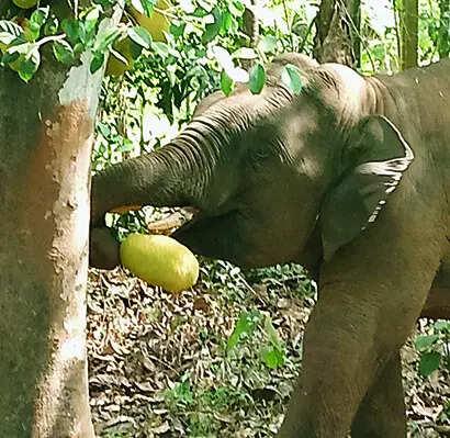 Omkar returns to Maharashtra after straying into Goa