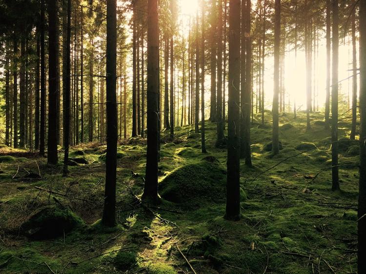 Feux de forêt en Gironde : le département passe en vigilance rouge