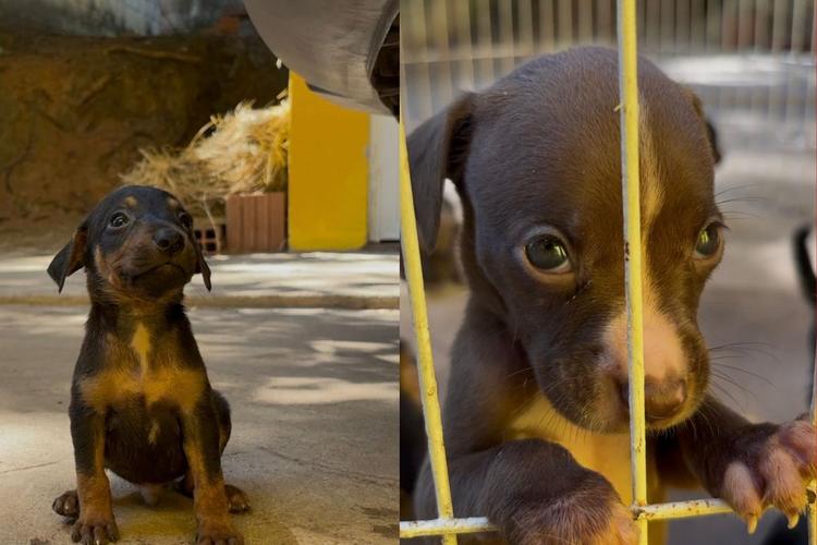 Prefeitura de Cuiabá realiza feira de adoção de animais resgatados após maus-tratos