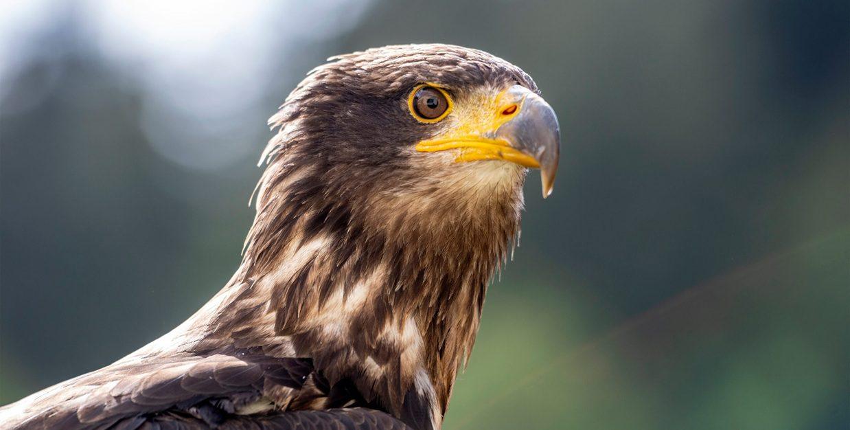 Greifvögel im Park