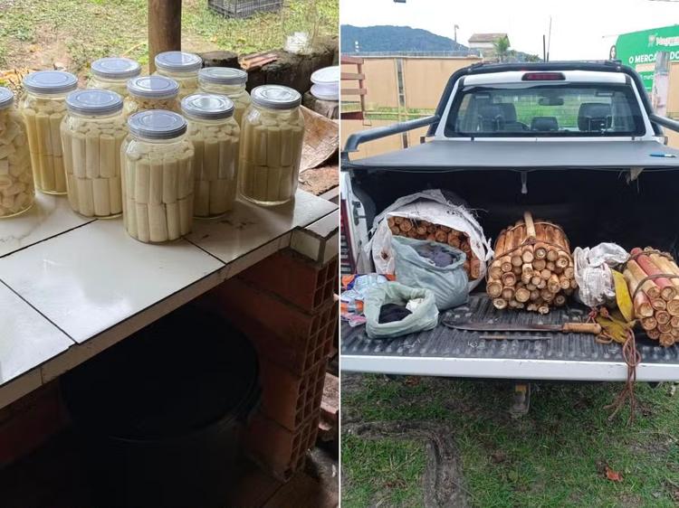 PM Ambiental apreende palmito juçara e fecha fábrica clandestina no interior de SP