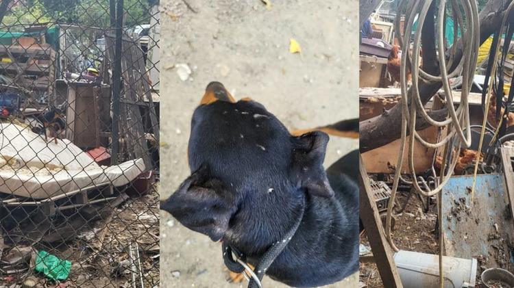 Perpignan : 39 animaux secourus sur un terrain envahi de déchets et de ferraille