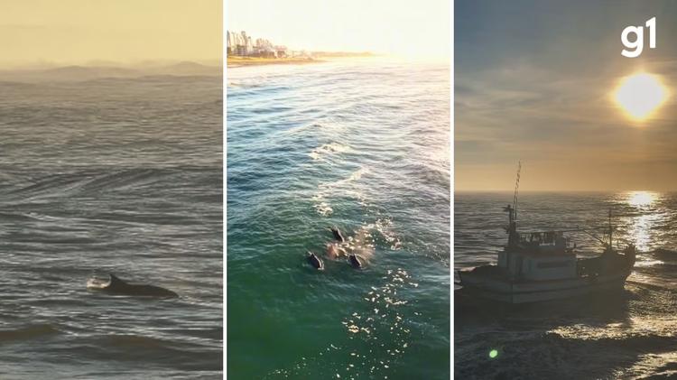 Espetáculo da natureza: golfinhos 'surfam' em ondas iluminadas pelo nascer do sol em Torres