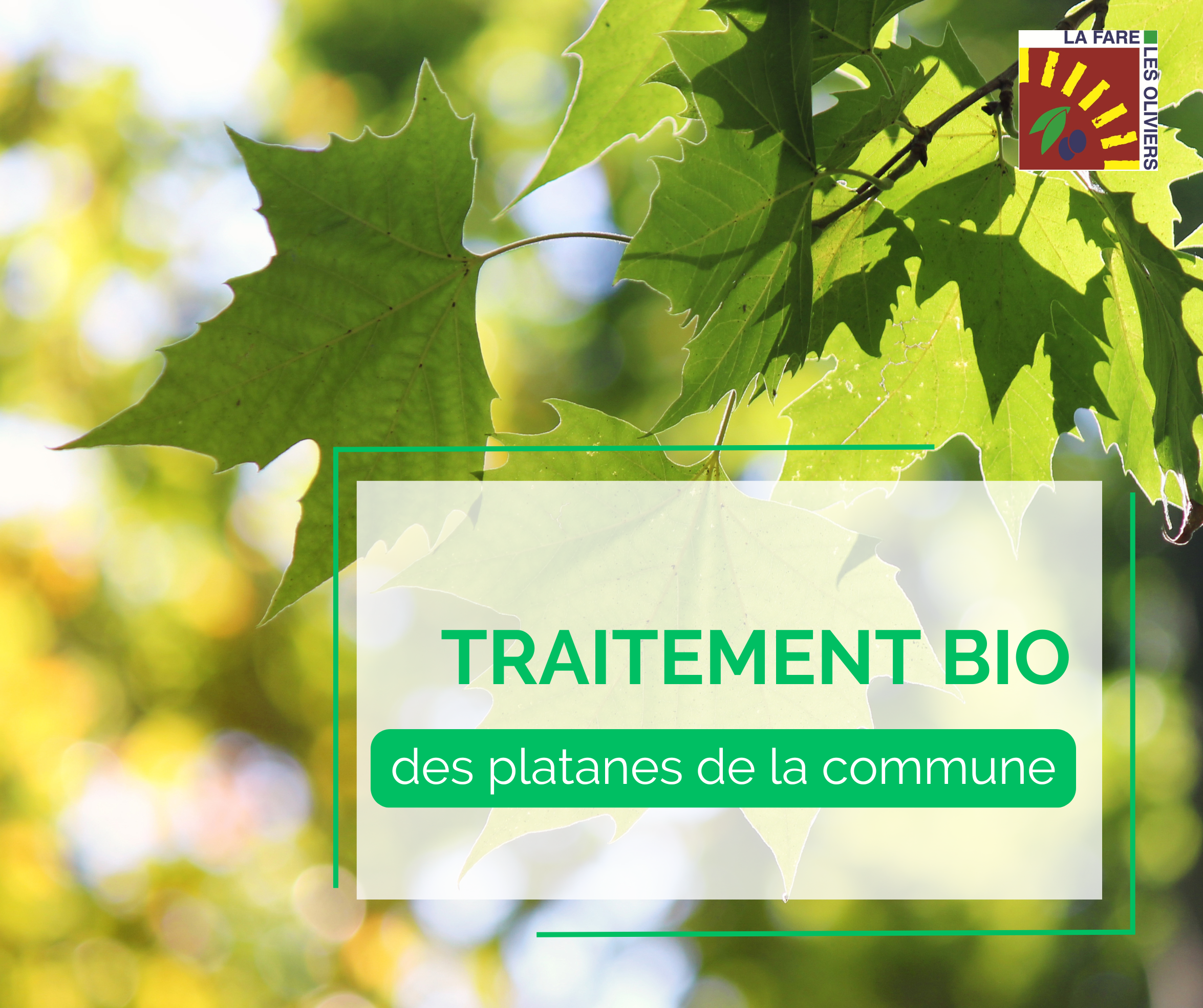 Opération de traitement des platanes