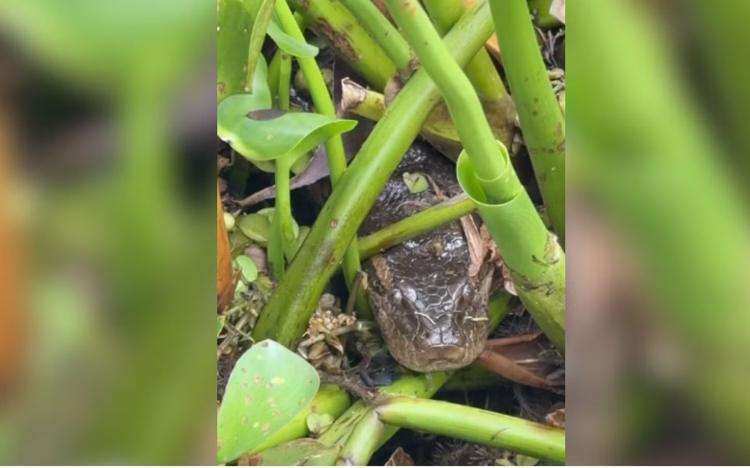 VÍDEO: sucuri de aproximadamente 3,5 metros é capturada em Parque Turístico de Buritama