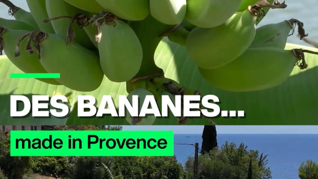 Des bananes... made in Provence