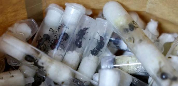 أسر تلجأ للاتجار في الحشرات لمكافحة الفقر في جنوب إفريقيا