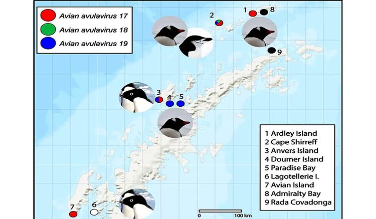 Antarctique : l’univers viral méconnu des manchots