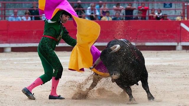 Gard : corrida à Vauvert cet été, les associations réagissent
