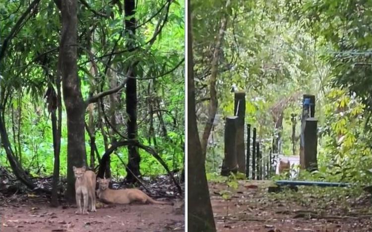 Pais de menina de 8 anos atacada por onça-parda conseguiram espantar animal com ajuda de funcionário, diz direção da fazenda
