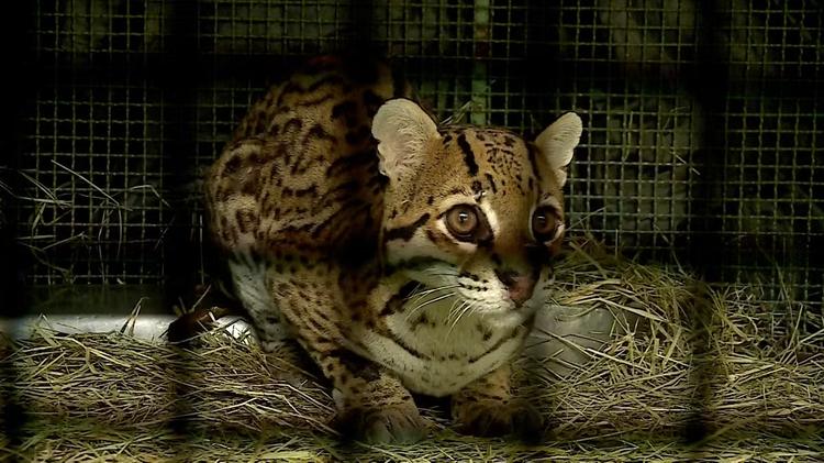 Após tratamento, jaguatirica resgatada de atropelamento na MG-133 volta à natureza