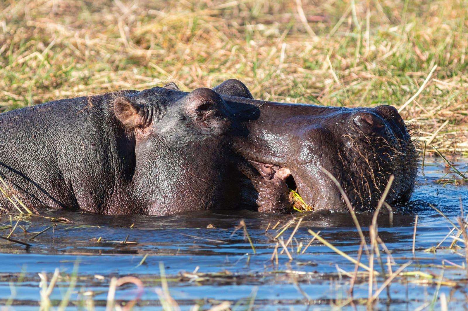 Colombia Plans to Cull Half of Pablo Escobar’s Hippos