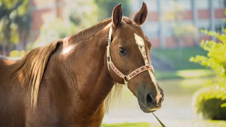Cavalo Caramelo, símbolo das enchentes no RS, vira celebridade, faz presença VIP e tem agenda cheia dois anos depois
