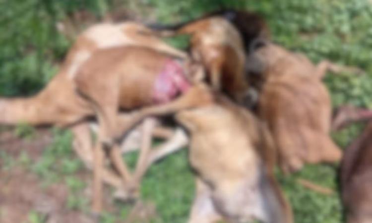 Onze carneiros e ovelhas são encontrados mortos em campus do Ifam após avistamento de onça no interior do AM