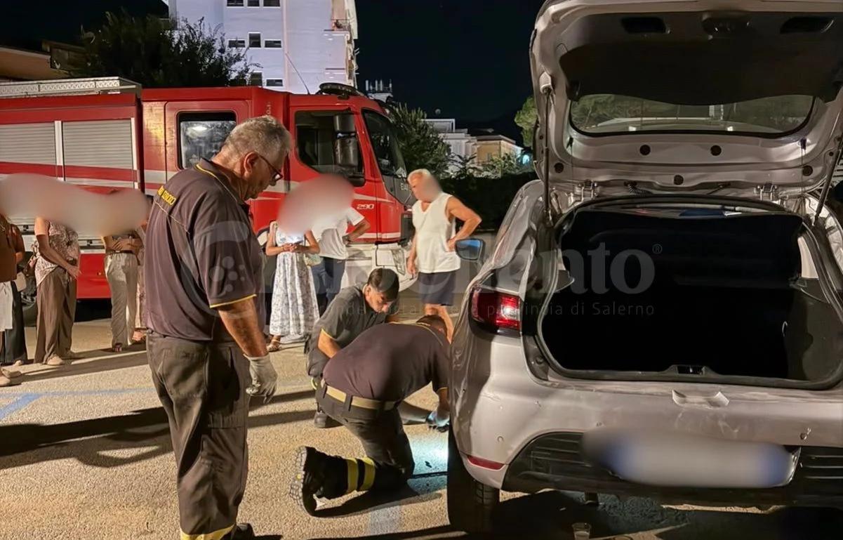 Gattino intrappolato nel motore a Pollica: salvato dai Vigili del Fuoco ad Acciaroli