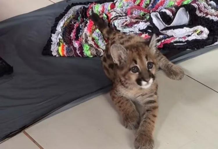 Filhote de onça-parda é encontrado dentro de casa em Itaí