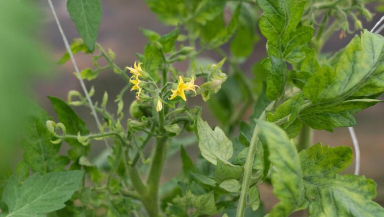AI Model Predicts Tomato Virus Severity With 100% Accuracy