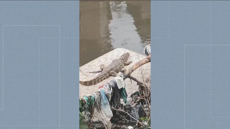 Jacaré aproveita sol em colchão às margens do Rio Pavuna, no Rio