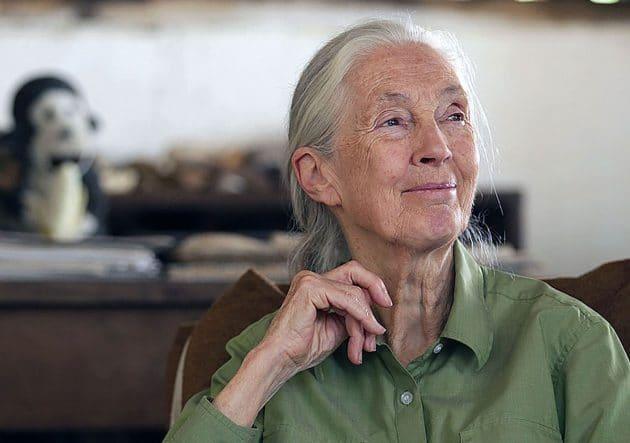 Dr. Jane Goodall im Gombe Nationalpark Copyright: Simon Fraser University (via WikimediaCommons) / CC BY-SA 2.0