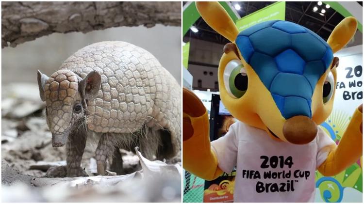 Tatu-bola segue ameaçado de extinção 12 anos após inspirar mascote 'Fuleco' da Copa do Mundo no Brasil