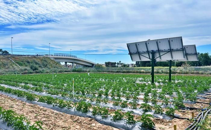 Solar Panels Boost Crop Efficiency: Tomato Systems Use Half the Water
