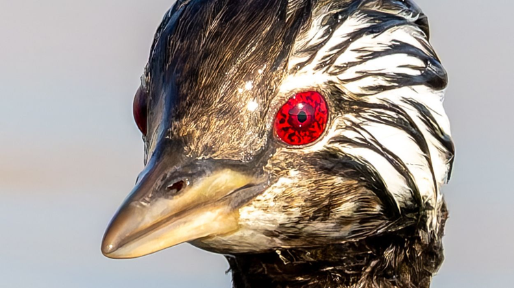 ‘Sharingan da natureza’? Olho de ave viraliza e intriga fãs de Naruto