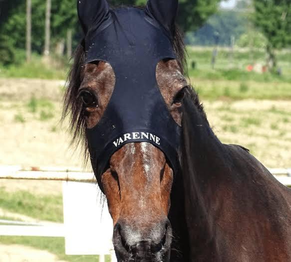Addio a Varenne, il più grande trottatore della storia del cavallo. È morto a Eboli