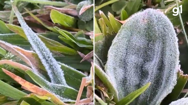Amanhecer congelante: semana começa com mínima de -1,1°C e geada no Rio Grande do Sul