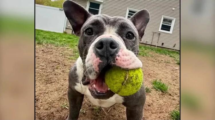 Denúncia: cachorro é furtado em trilha de caminhada em Saugus