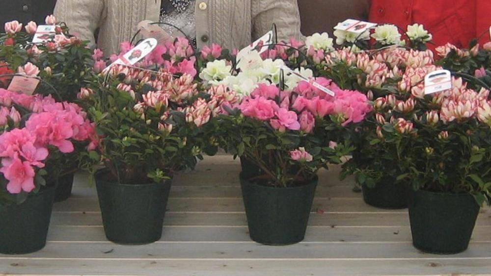 L’Azalea della Ricerca AIRC torna in piazza per la Festa della Mamma: la mappa della solidarietà nel Cilento e Vallo di Diano