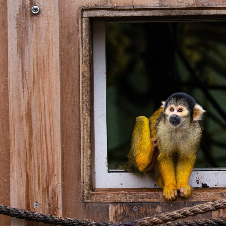 Vol de singes-écureuils à La Londe : un primate retrouvé dans l'Oise !