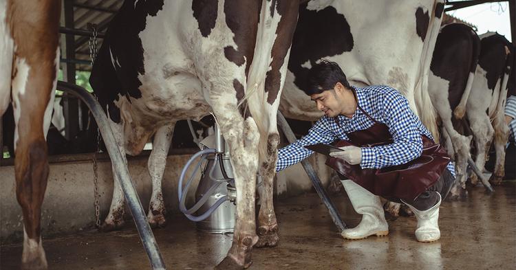 Ales aprova projeto que zera ICMS para cooperativas de laticínios do Espírito Santo