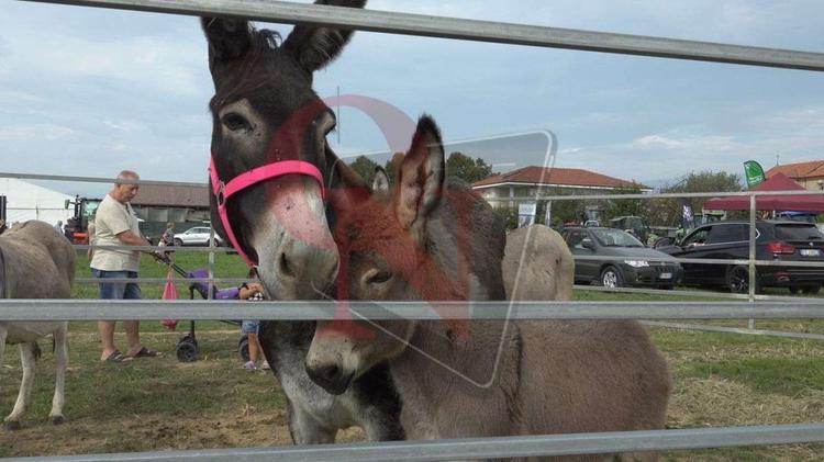 rivarolo canavese argentera mostra zootecnica