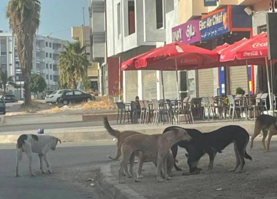 مواطنون يطالبون السلطات بتدخل عاجل لمواجهة انتشار الكلاب الضالة بفاس